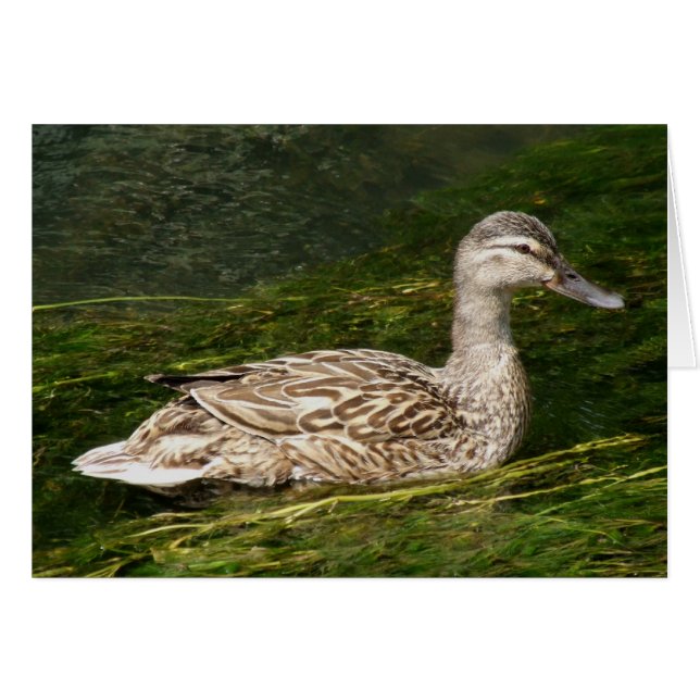 Duck Greeting Card (Vorderseite (Horizontal))