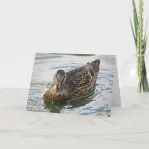 Duck Greeting Card Karte