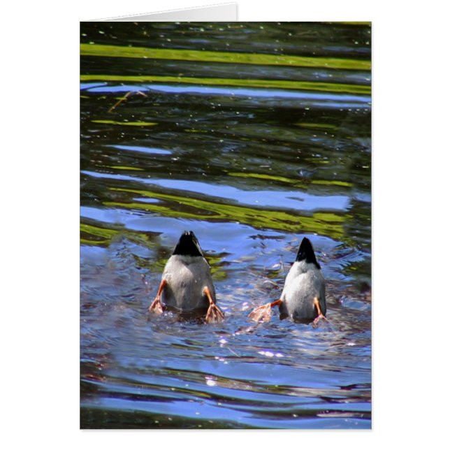 Duck Hinterns (Vorne)