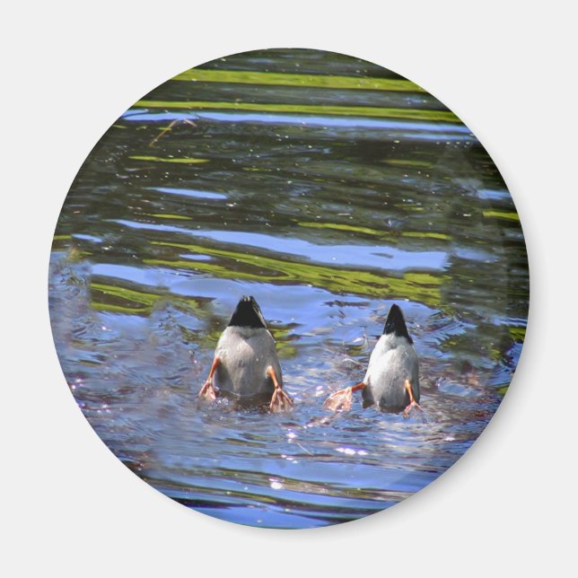 Duck Hinterns Magnet (Vorne)