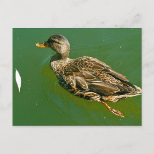 Duck in Boston Public Garden von Brad Hines Postkarte