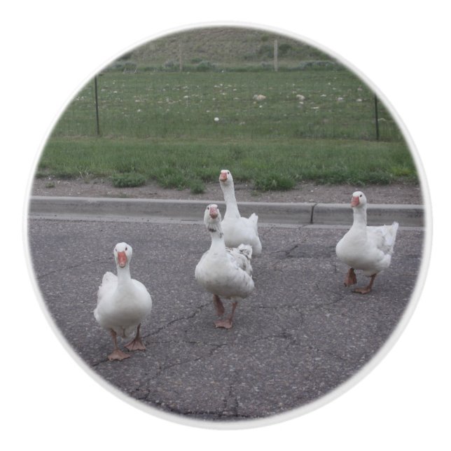 Duck Keramik Knob Keramikknauf (Vorderseite)