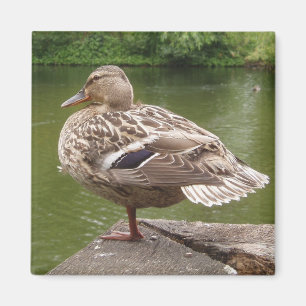 Duck Magnet