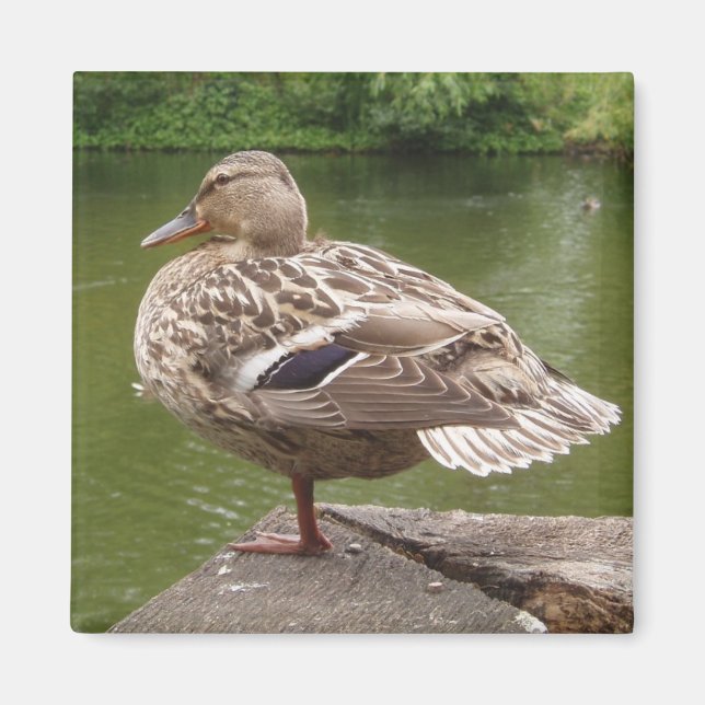 Duck Magnet (Vorne)