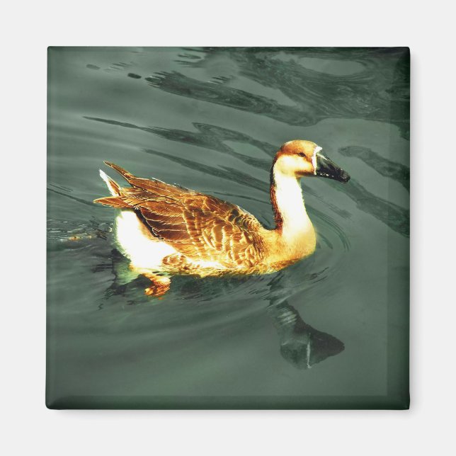 Duck Magnet (Vorne)