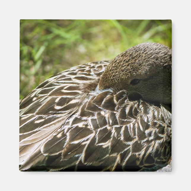 Duck Magnet (Vorne)