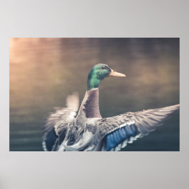 Duck Nature Foto Poster