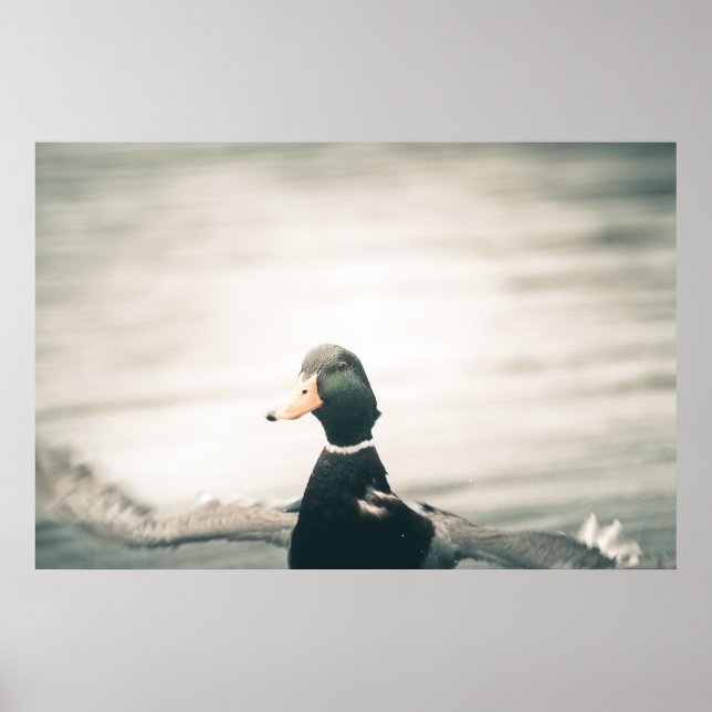 Duck Nature Foto Poster (Vorne)