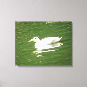 Duck on Water Canvas Print Leinwanddruck