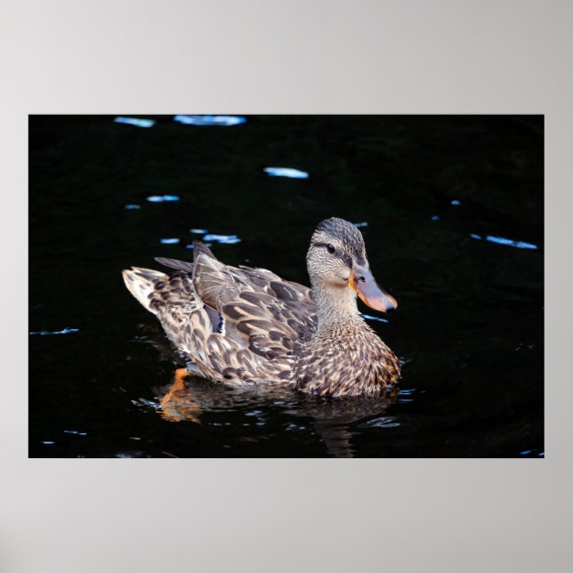 Duck Poster (Vorne)