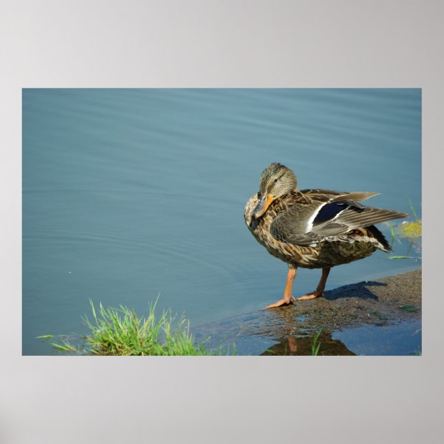 Duck Poster (Vorne)