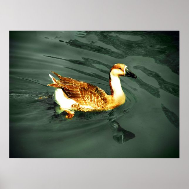 Duck Poster (Vorne)