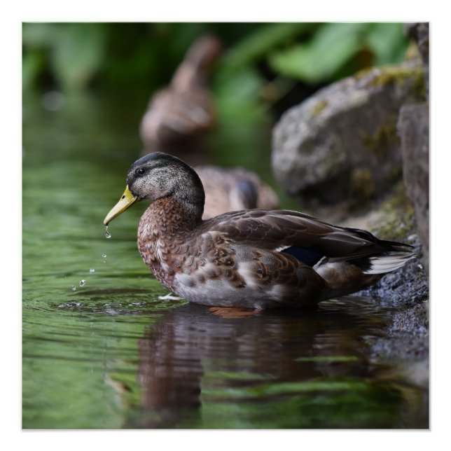 Duck Poster (Vorderseite)