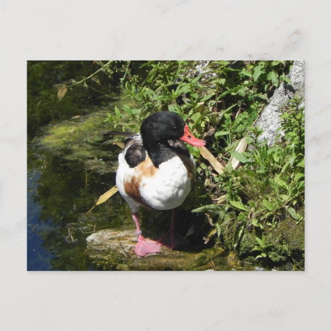 Duck Postkarte (Vorderseite)