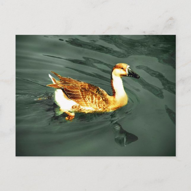 Duck Postkarte (Vorderseite)