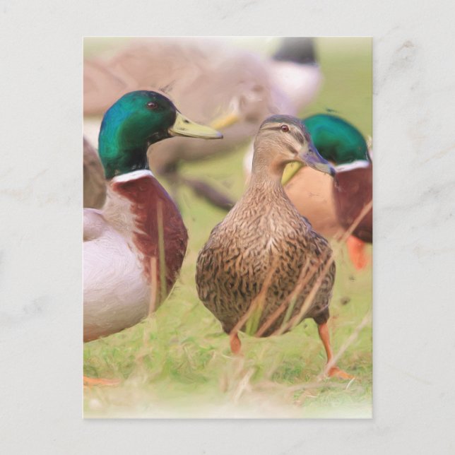 Duck Postkarte (Vorderseite)