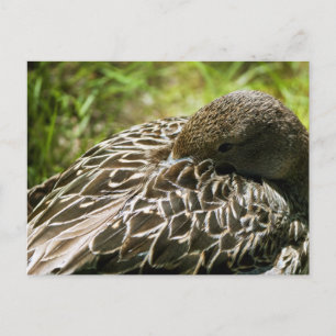 Duck Postkarte