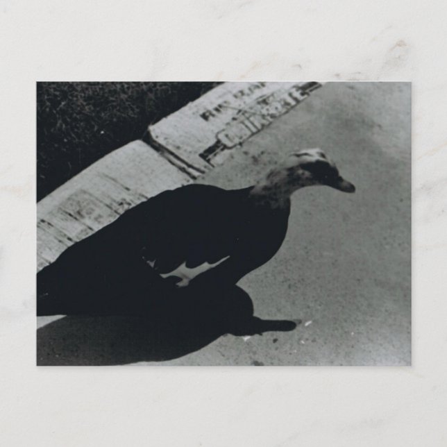 Duck Postkarte (Vorderseite)