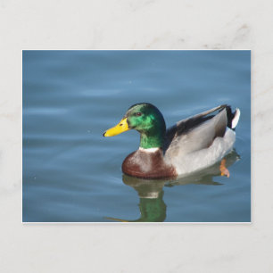 Duck Postkarte