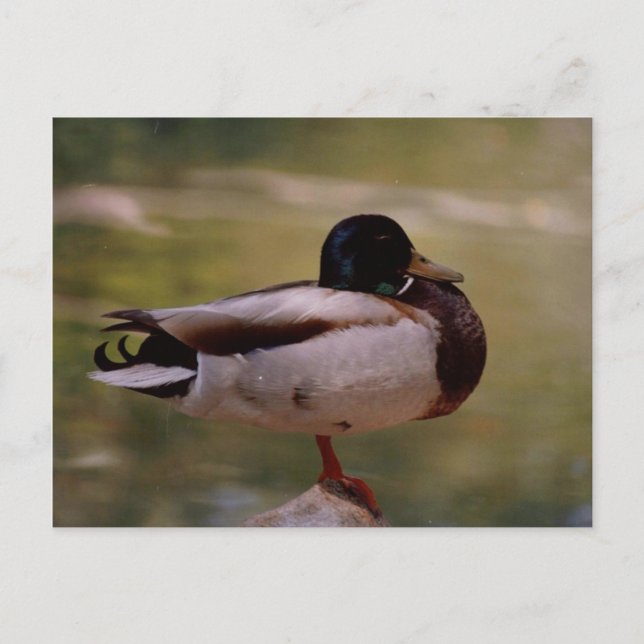 Duck Postkarte (Vorderseite)