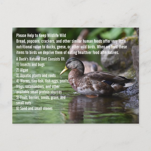 Duck Postkarte (Vorderseite)