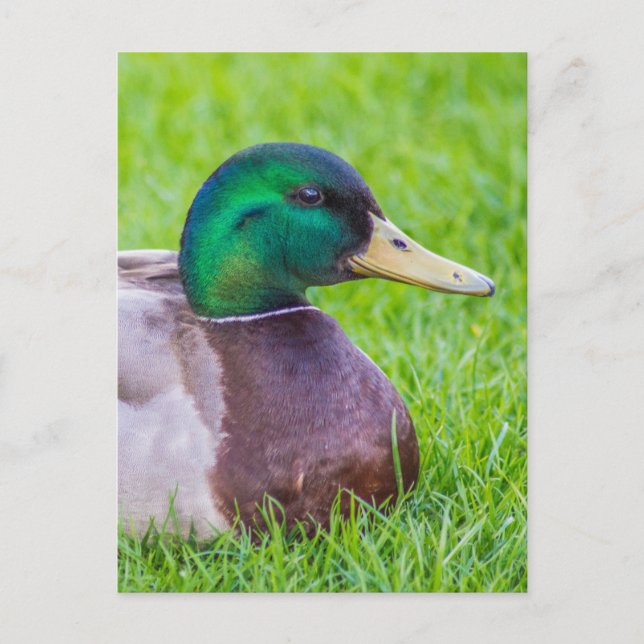 Duck Postkarte (Vorderseite)