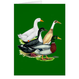 Duck Quartet