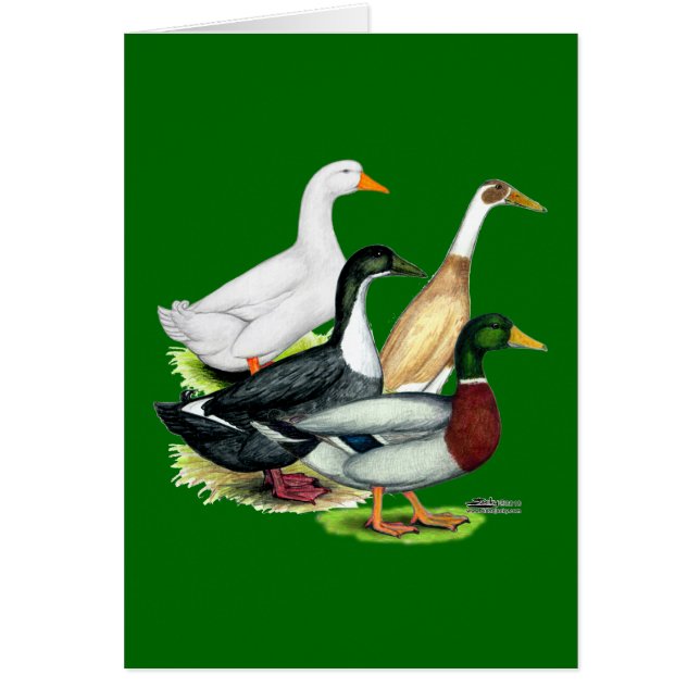 Duck Quartet (Vorne)