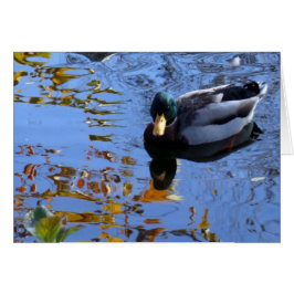 Duck-Reflections