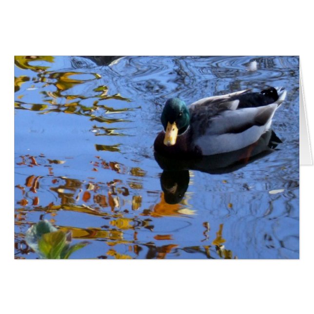 Duck-Reflections (Vorderseite (Horizontal))