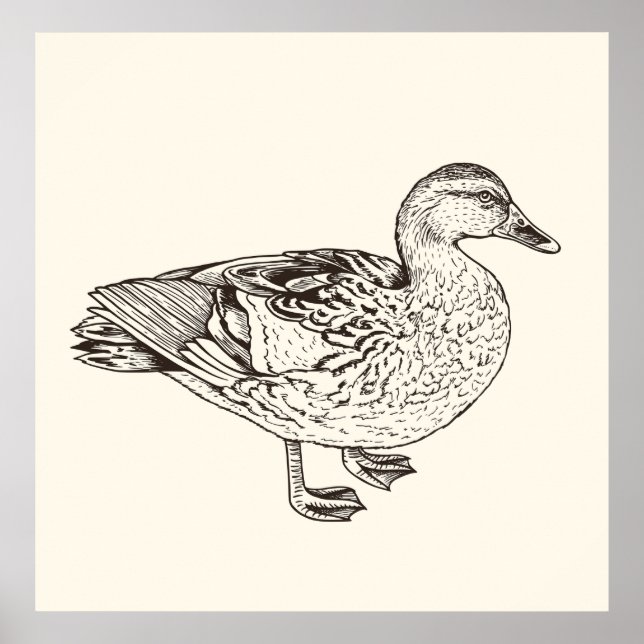 Duck Sketch Poster (Vorne)