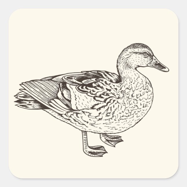 Duck Sketch Quadratischer Aufkleber (Vorderseite)