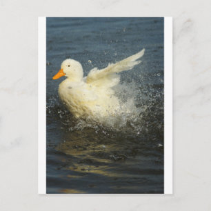 Duck Splash Postkarte