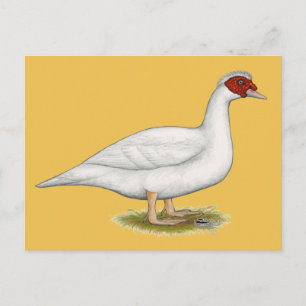 Duck White Muscovy Postkarte