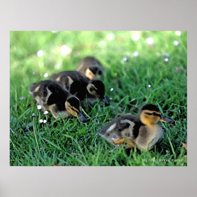 Duckingparade Poster (Vorne)