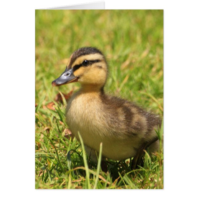 Duckling (Vorne)