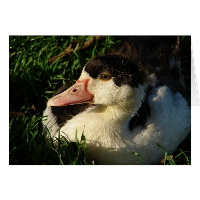 Duckling (Vorderseite (Horizontal))