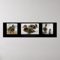 "Duckling Collection", schwarz