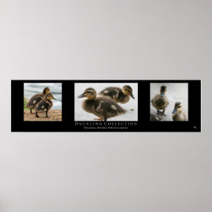"Duckling Collection", schwarz Poster