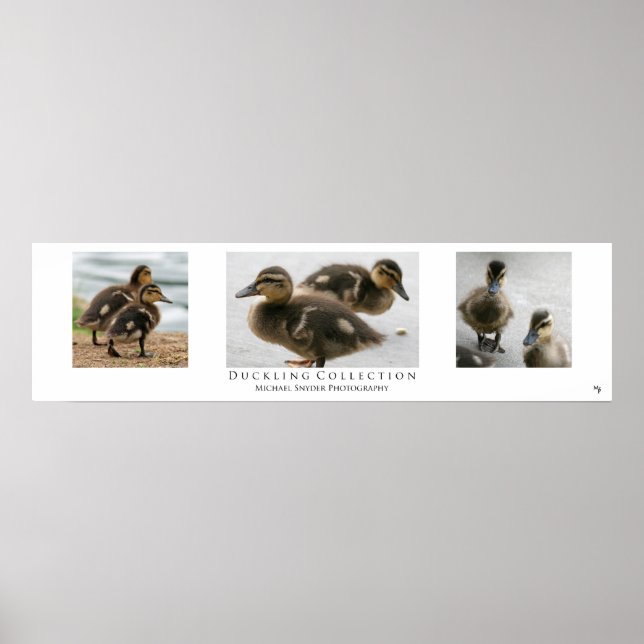 "Duckling Collection", weiß Poster (Vorne)