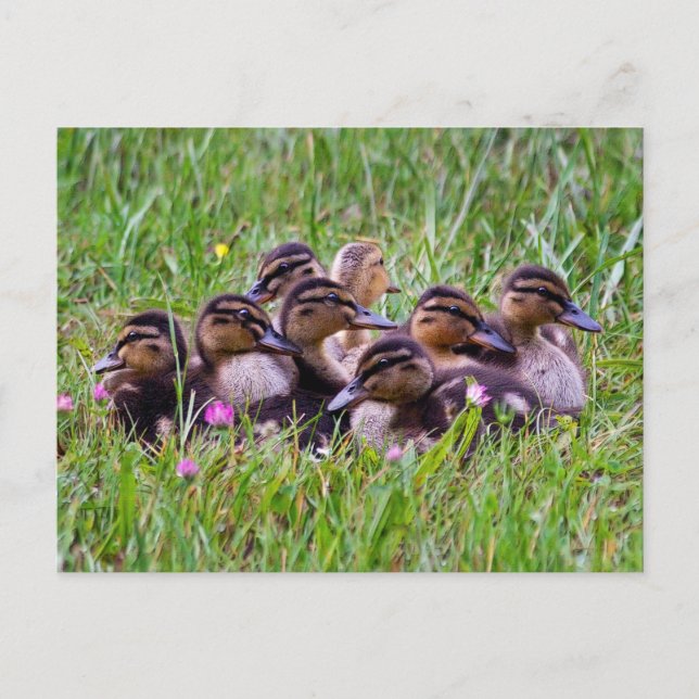 Duckling Huddle Postcard Postkarte (Vorderseite)