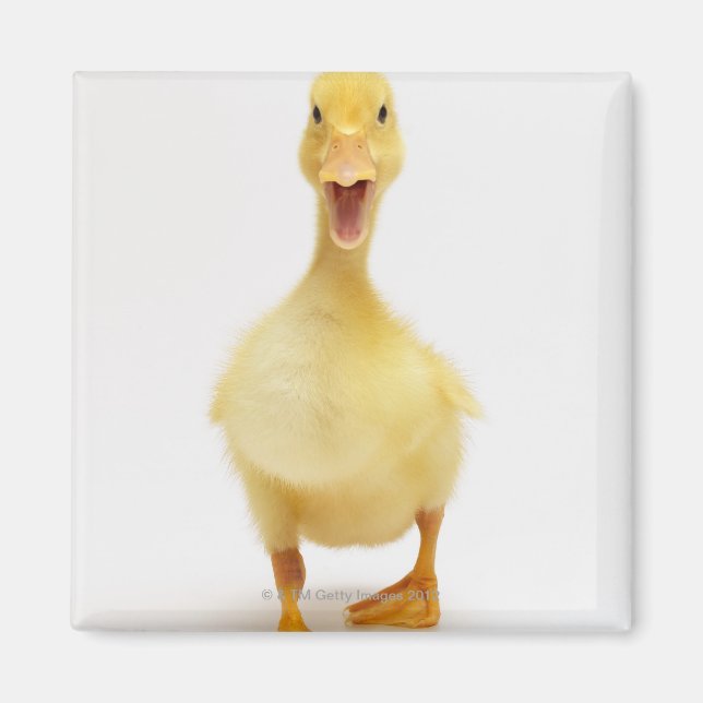 Duckling Magnet (Vorne)