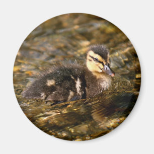 Duckling Magnet