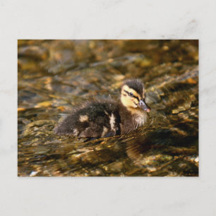 Duckling Postkarte
