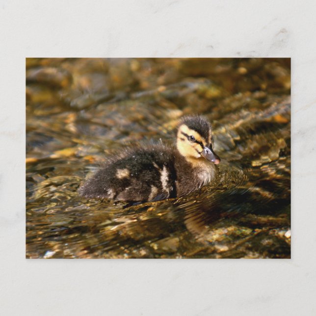 Duckling Postkarte (Vorderseite)