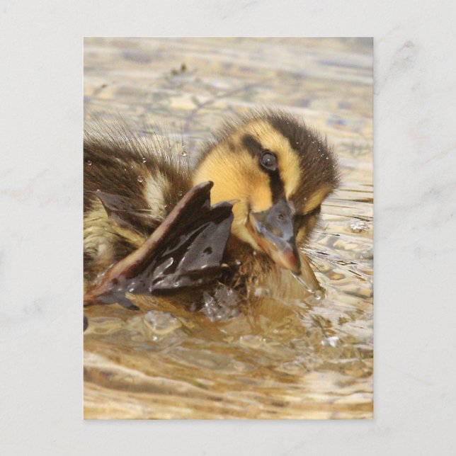Duckling Postkarte (Vorderseite)