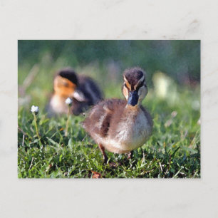 Duckling Postkarte