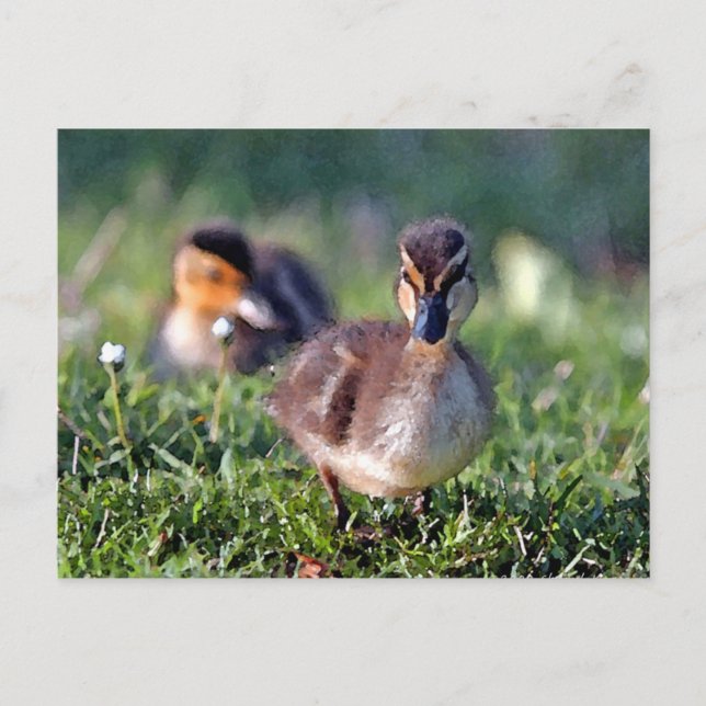 Duckling Postkarte (Vorderseite)
