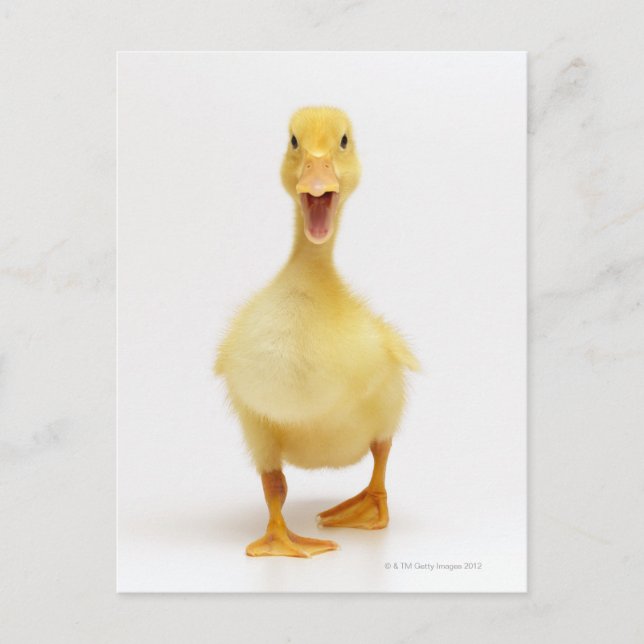 Duckling Postkarte (Vorderseite)