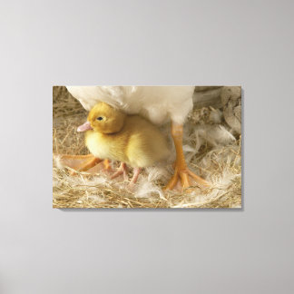 Duckling zwischen den Beinen der Mutter Leinwanddruck